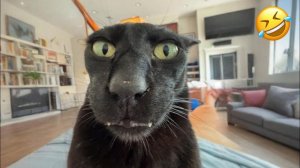 Приколы с котами! Смешные коты и кошки 2026! до слёз!