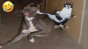 Смешные коты и КОШКИ!!! Самые смешные животные! угар! Тест на психику)