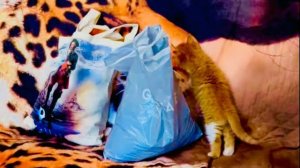 Утренний кошаче-носушачий расколбас и только рыжий котёнок Абрикос занят делом-РАСПАКОВКОЙ!