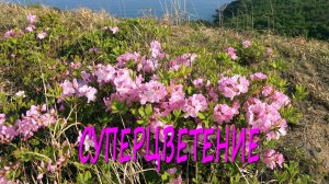 Полуостров Гамова (Приморье). Суперцветение