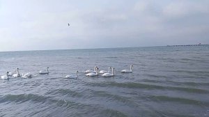 Анапа, море, лебеди 2026