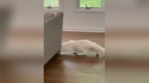 Лучшая подборка приколов. часть 14 - Досмотри и подпишись!)