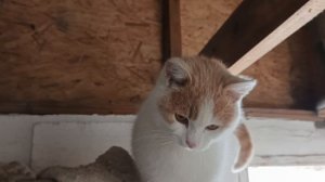 Мурзилка.Утро.