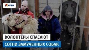 Волонтёры спасают собак из приюта «Островок надежды» в Ленинградской области