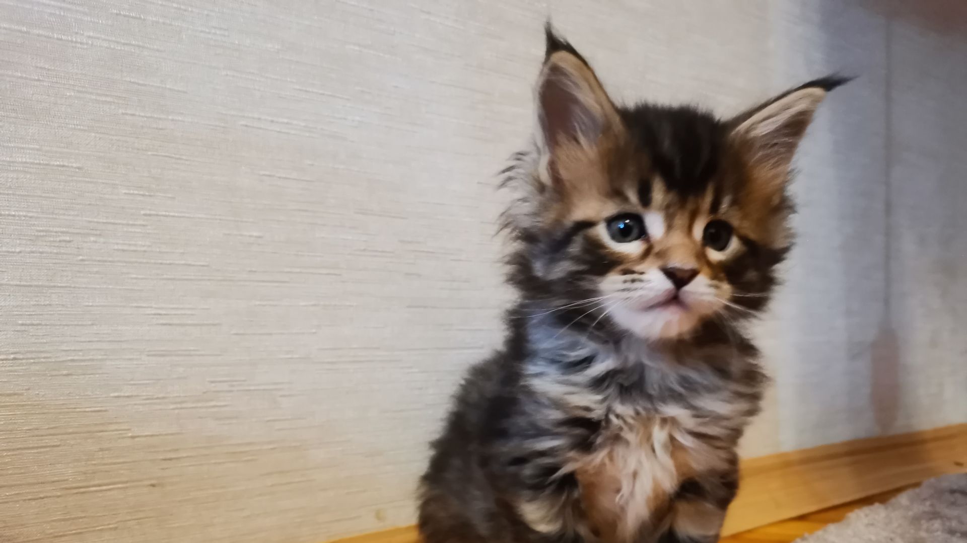 Дионис Стать Севера