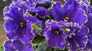 цветущие фиалки