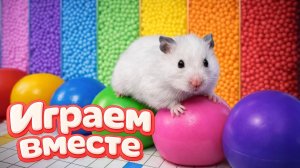 ХОМЯК ВЫБИРАЕТСЯ ИЗ СЕКРЕТНОЙ ХОМЯЧЕЙ ТЮРЬМЫ ! Играем с Хомой! Помогаем выбраться из лабиринта !