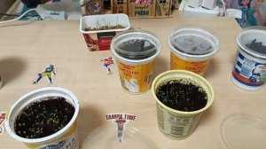 выращиваю растения для морской свинки