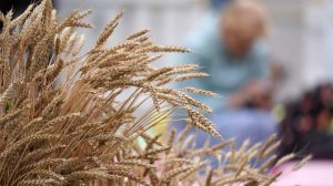 РФ в феврале увеличила отгрузки пшеницы на экспорт на 10,6% почти до 1,7 млн т