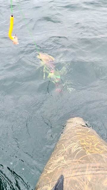 окунь почти на каждый крючок