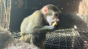 Посмотрите, КАК СМАЧНО Анфиса завтракает и никто у нее не отбирает вкусняшки❤️!