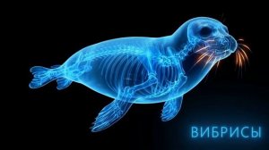 Антарктида.