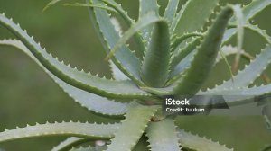 Алоэ - домашний цветок