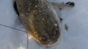 Проверка тычек на налима.Хороший экземпляр взят.Подвела камера.