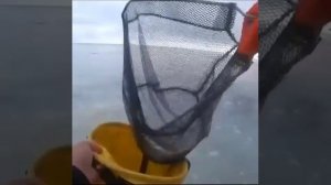 Селедка зашла на мелководье, хоть руками собирай