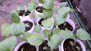 ЛУЧШИЕ ДНИ для ПОСЕВА БАКЛАЖАНОВ на рассаду в 2026 году