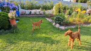 Ирландские терьеры : Щенячьи побегушки