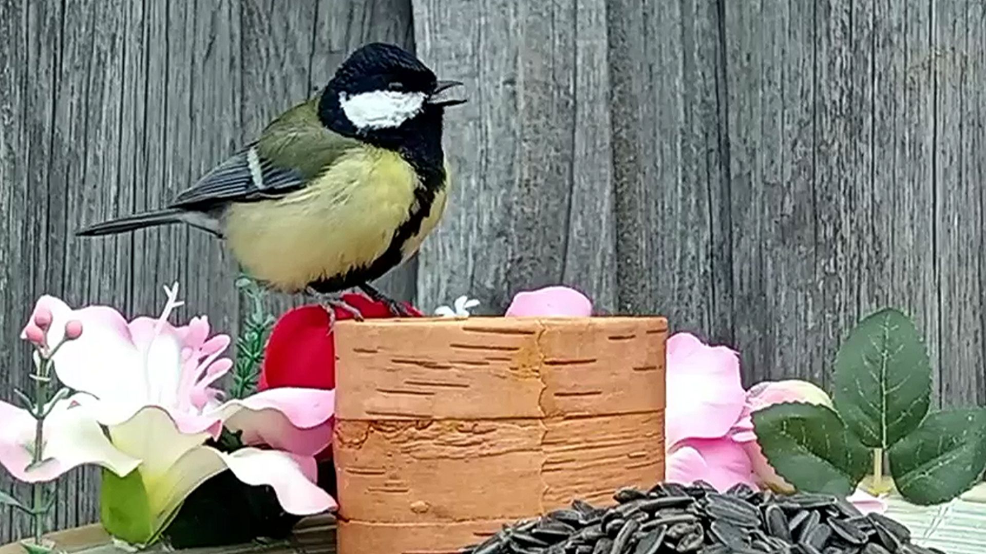 Наблюдение за птицами