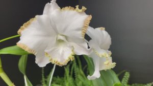 Кто ты, красавица или красавчик🤩?