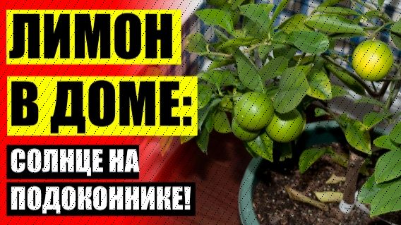 🔵 Как прорастить косточку лимона в домашних условиях быстро и легко ☑ Как садить лимон из косточки 🔵 Как прорастить косточку лимона в домашних условиях быстро и легко ☑ Как садить лимон из косточки