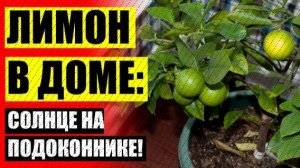 🔵 Как прорастить косточку лимона в домашних условиях быстро и легко ☑ Как садить лимон из косточки