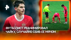 Футболист реанимировал чайку, сбитую мячом во время матча