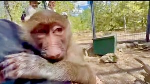 Маня вся ТАКАЯ ПЕЧАЛЬНАЯ, она стала главная в вольере, а ей не дают доставать носух)))