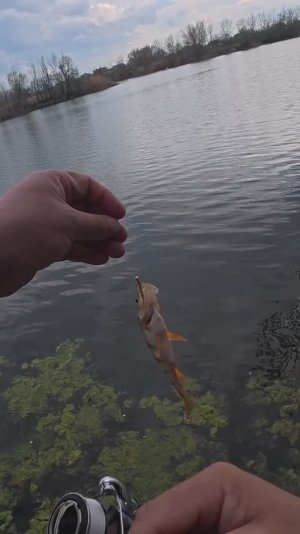 На что ловить Окуня в количестве ? когда у других не клюёт - CF Polaris #shorts #fishing #рыбалка