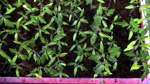 Лучшие ДНИ ПОСЕВА томатов на рассаду в 2026 году Как рассчитать? Посадочный календарь 2026