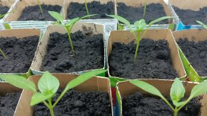 КАК ВЫРАСТИТЬ КРЕПКУЮ‼️ РАССАДУ ‼️ ЧТОБЫ ДАЛА ХОРОШИЙ УРОЖАЙ ЛЕТОМ