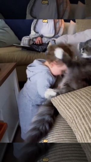 Cat teach that kid a lesson #cat  #funnycat #cats #funnyvideos #fyp