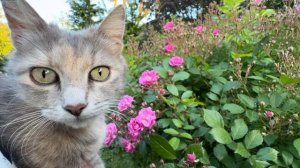 Какая умная кошка МонаЛиза, она сидит на аллее и ждёт когда я буду проезжать, чтобы доехать к детям