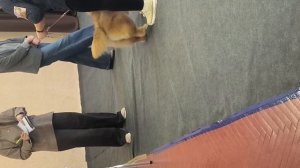 Кукла. Первая выставка САС, ЛС, ЛПП