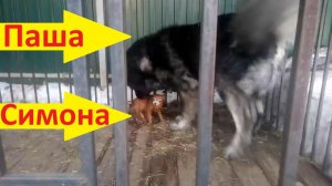 Моя маленькая леди, ты пришла ко мне!