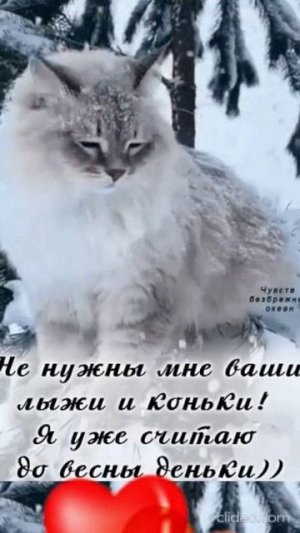 ХОРОШЕГО ВАМ ДНЯ. Shorts.