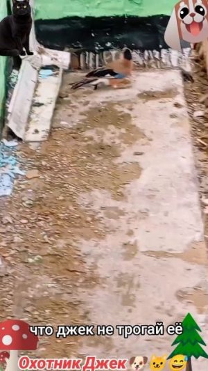 Охотник Джек🐶 🐱😅-1