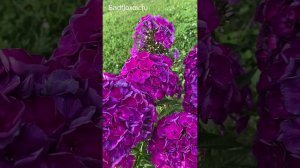 Флокс Катя Katja иностранной селекции