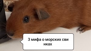 3 МИФА О МОРСКИХ СВИНКАХ И ИХ РАЗОБЛАЧЕНИЕ/проверяем 3 мифа про морских свинок/Морская Свинка Орешек