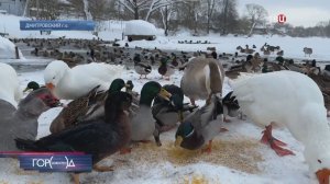 Под Дмитровом жители устроили для лебедей, гусей и нутрий настоящий санаторий