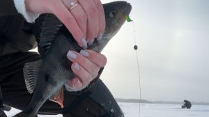 Рыбалка на Онежском озере 2026. Нашли крупного окуня.