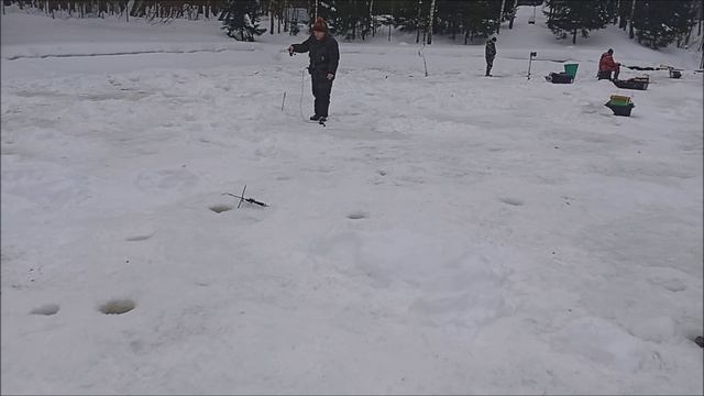 Хорошее утро в поимках форели до запуска. Клёвое место лосиный остров. смотреть онлайн