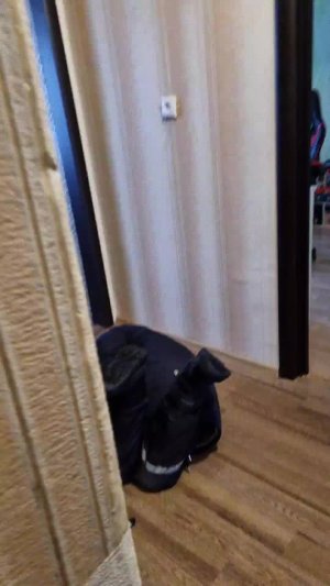 трансляция Ну так и будет называться