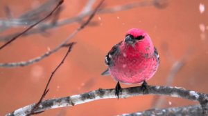 Прикоснитесь к жизни дикой природы.