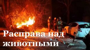 Позапрошлой ночью неизвестные подожгли будку для бездомных собак в Луганске