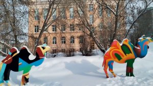 Зимнее настроение. Верблюды в снегу Челябинска