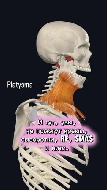 ЧТО ТАКОЕ ПЛАТИЗМА