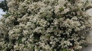 Облако белой бугенвиллии!