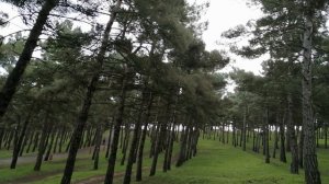 Прогулка по парку сосновый бор в Дербенте, красивые сосны, приятно отдохнуть