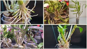 Дендробиум. Уход в Январе Феврале. Подкормка. Лекция Т. Семёновой о выращивании в домашних условиях