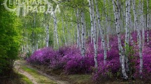 4. Дальневосточный гектар. Часть V. ПОДКЛЮЧЕНИЕ ИНФРАСТРУКТУРЫ